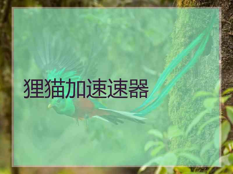 狸猫加速速器